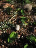 Arisarum simorrhinum. Цветущее растение. Испания, Андалусия, провинция Альмерия, природный парк Cabo de Gata. 20 декабря 2009 г.