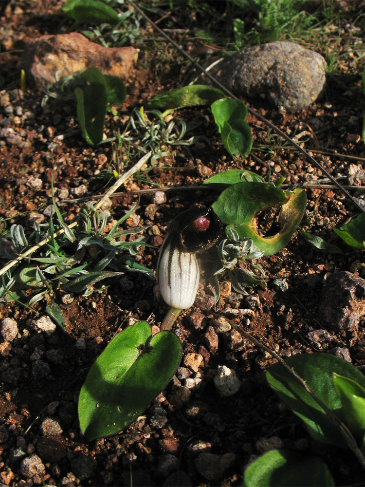 Изображение особи Arisarum simorrhinum.