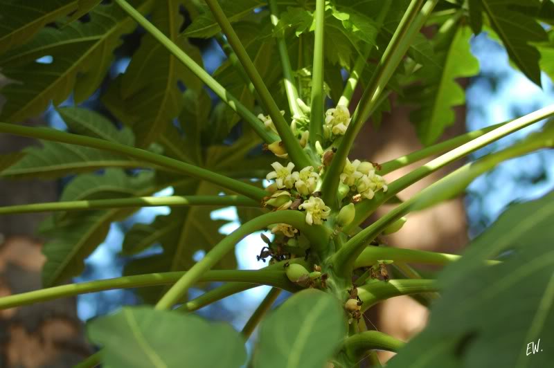 Изображение особи Carica papaya.