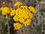 Handelia trichophylla. Общее соцветие. Кыргызстан, Нарынская обл., левый берег р. Нарын, окр. с. Таш-Башат. 23.06.2015.
