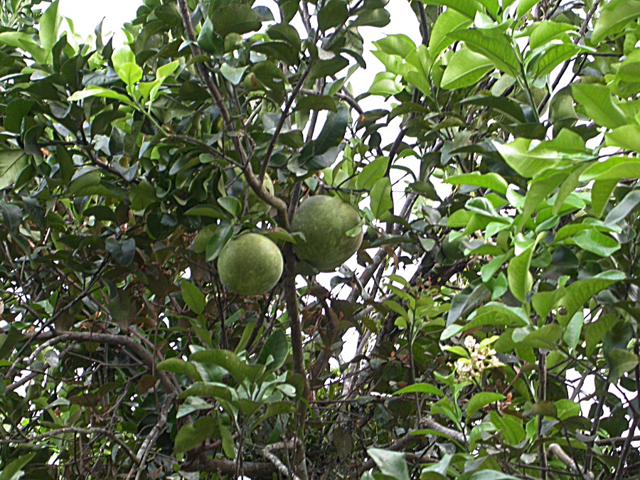 Image of Citrus maxima specimen.