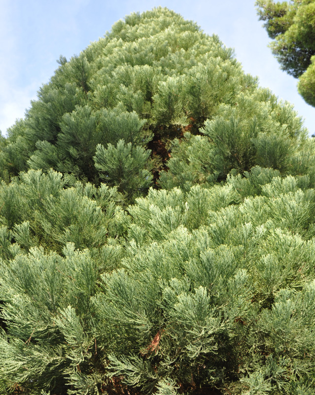 Image of Sequoiadendron giganteum specimen.
