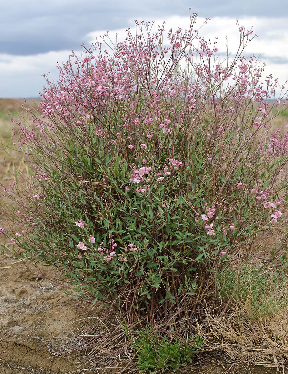 Изображение особи Poacynum pictum.