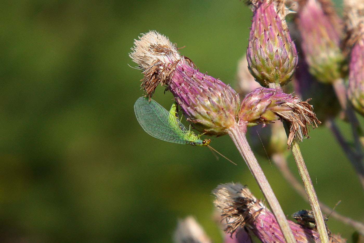 Изображение особи Cirsium setosum.