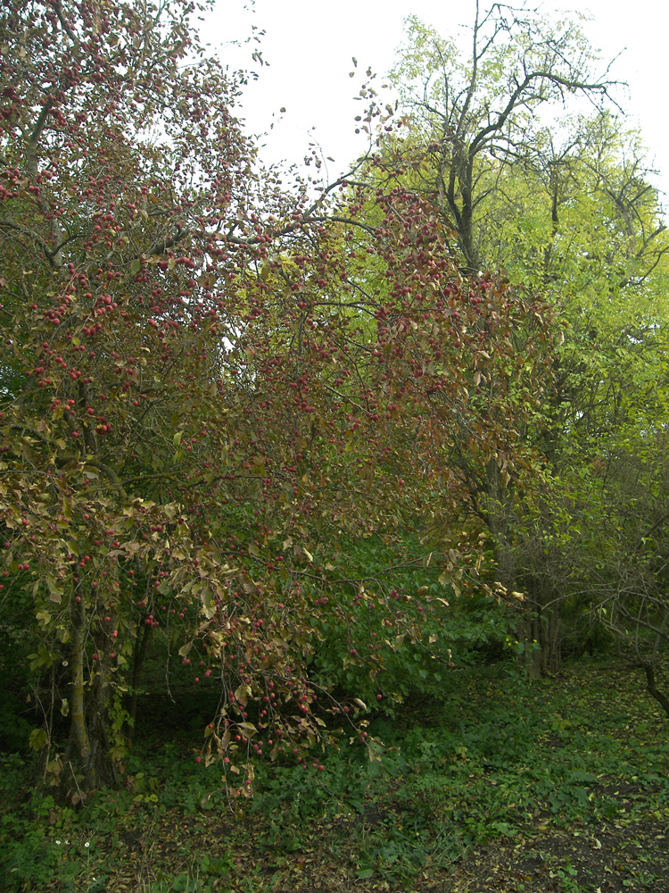 Image of Malus niedzwetzkyana specimen.