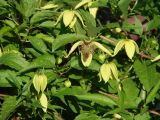 Clematis serratifolia