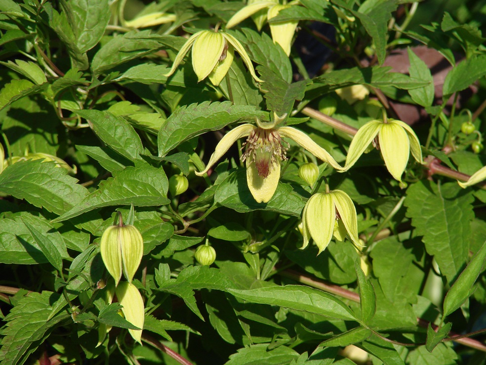 Image of Clematis serratifolia specimen.