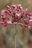 Allium trachyscordum. Соцветие. Южный Казахстан, Сырдарьинский Каратау, р-н перевала Куюк. 30.05.2015.