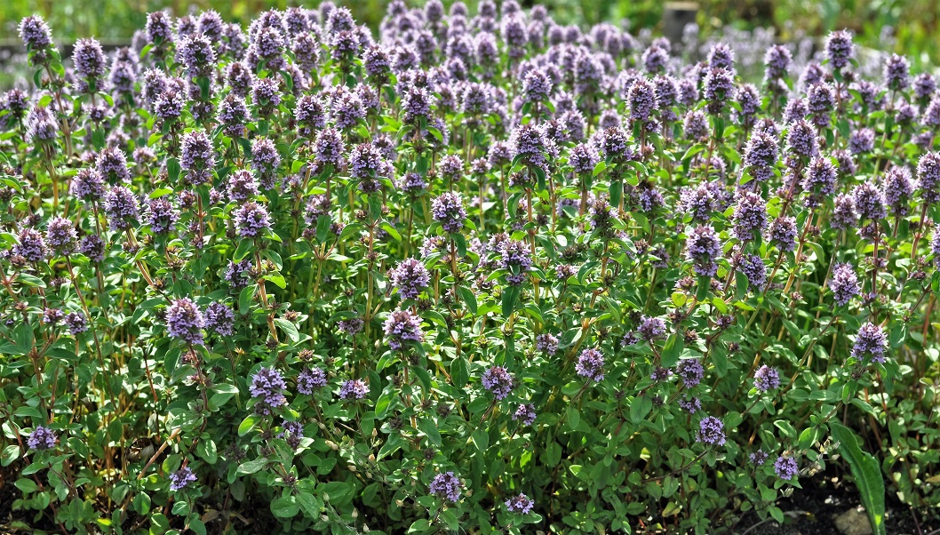 Image of Thymus ovatus specimen.
