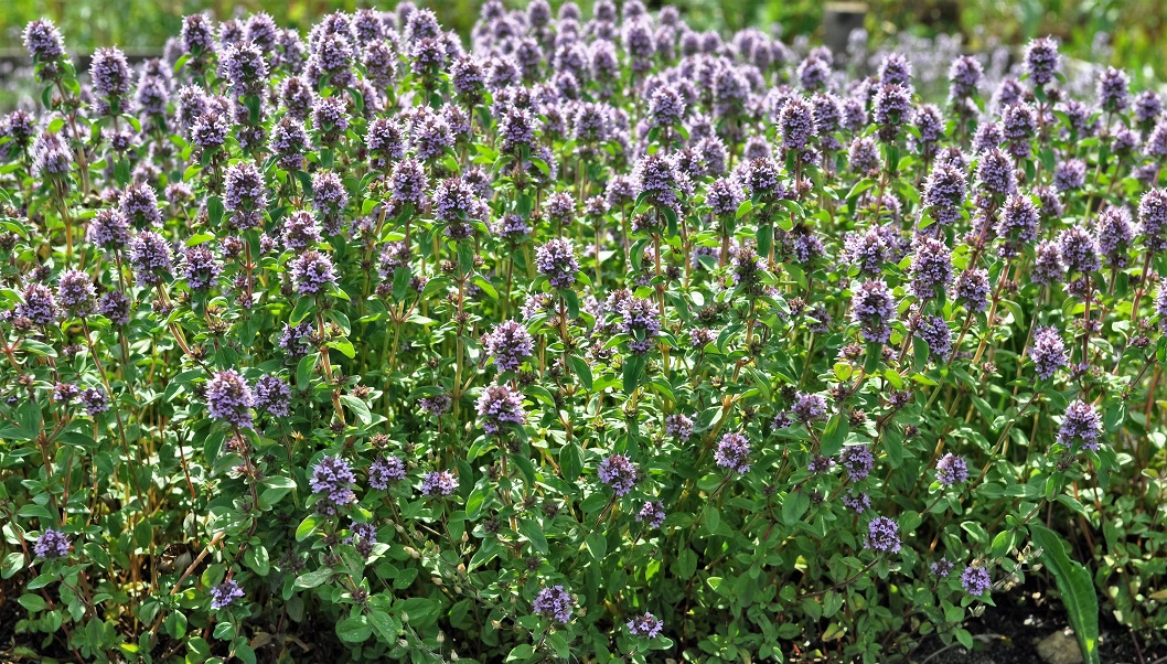 Изображение особи Thymus ovatus.