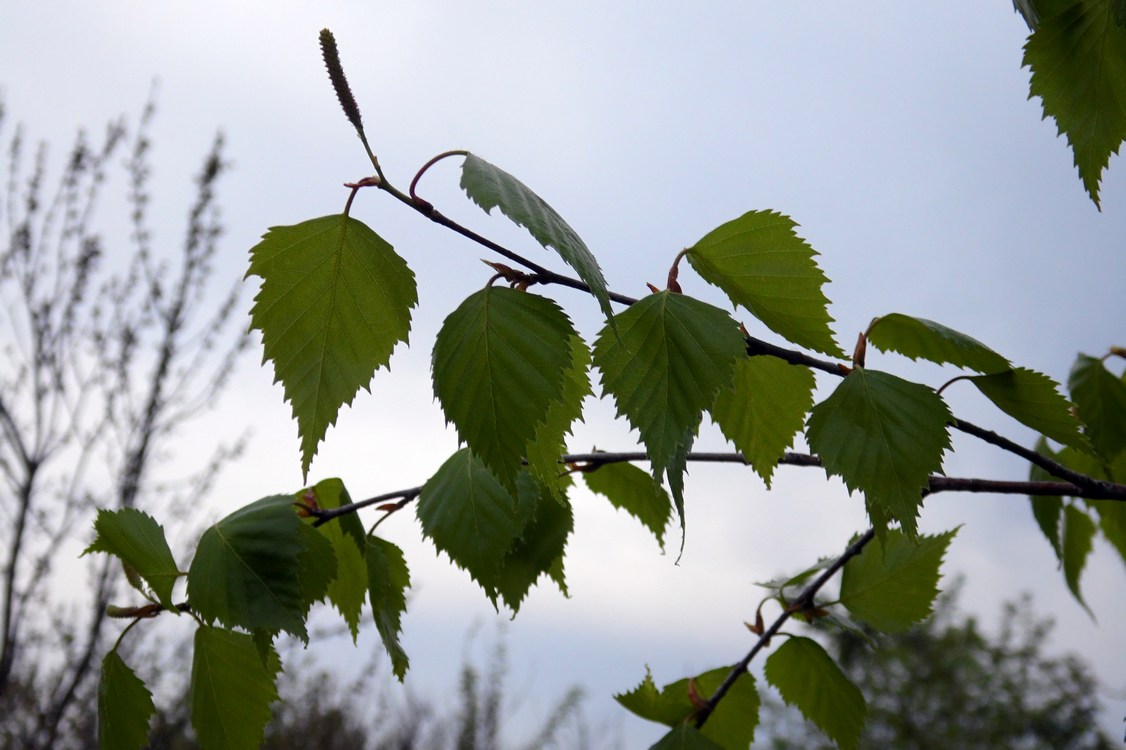 Image of Betula pendula specimen.