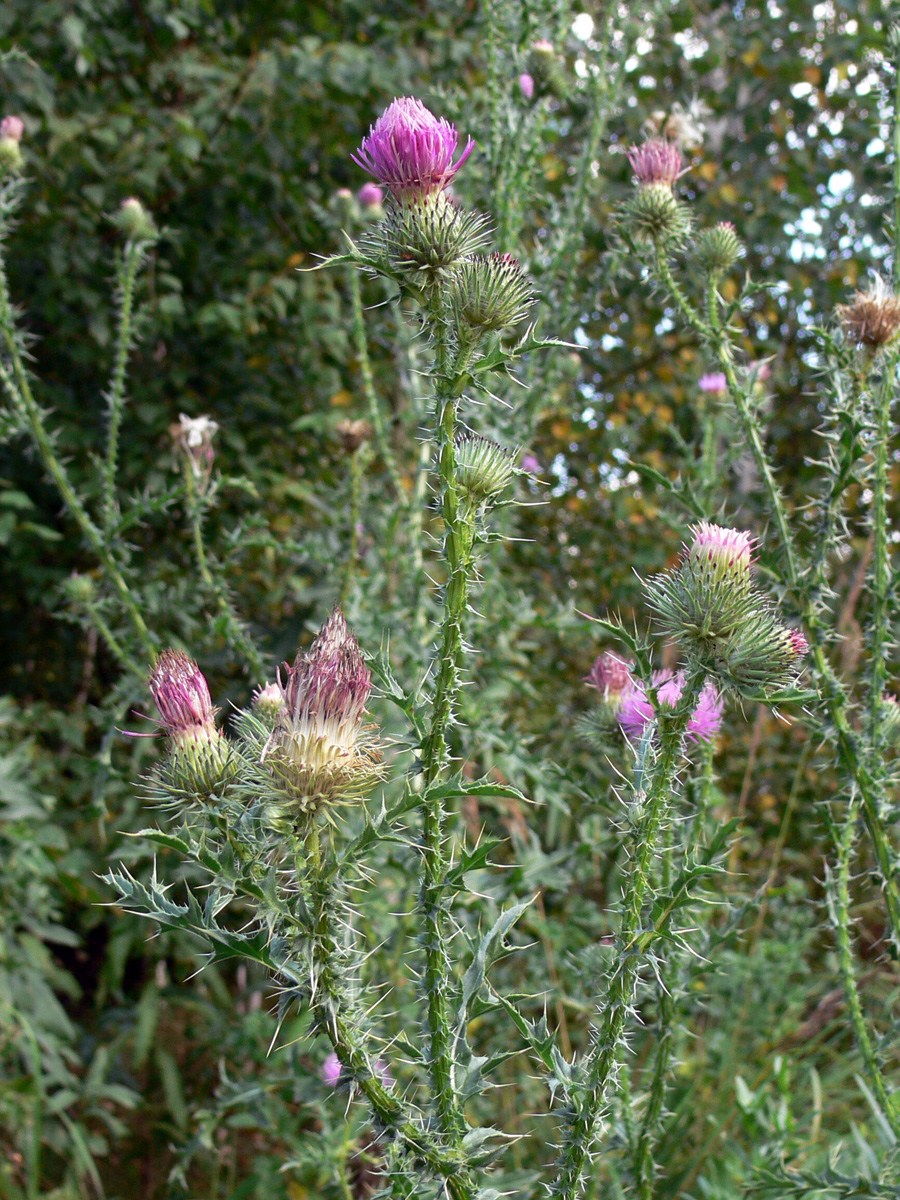 Image of Carduus acanthoides specimen.