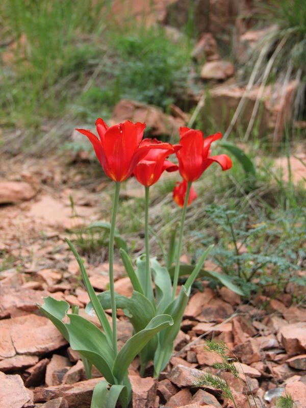 Изображение особи Tulipa vvedenskyi.