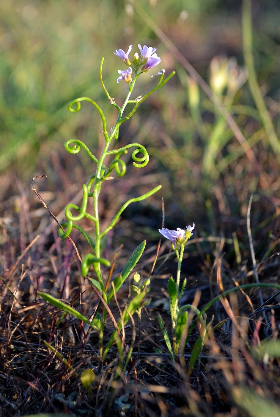 Image of Neotorularia contortuplicata specimen.