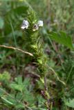 Euphrasia brevipila. Верхушка побега с цветками. Свердловская обл., окр. г. Североуральск, известняковая скала, южная сторона. 12.08.2007.