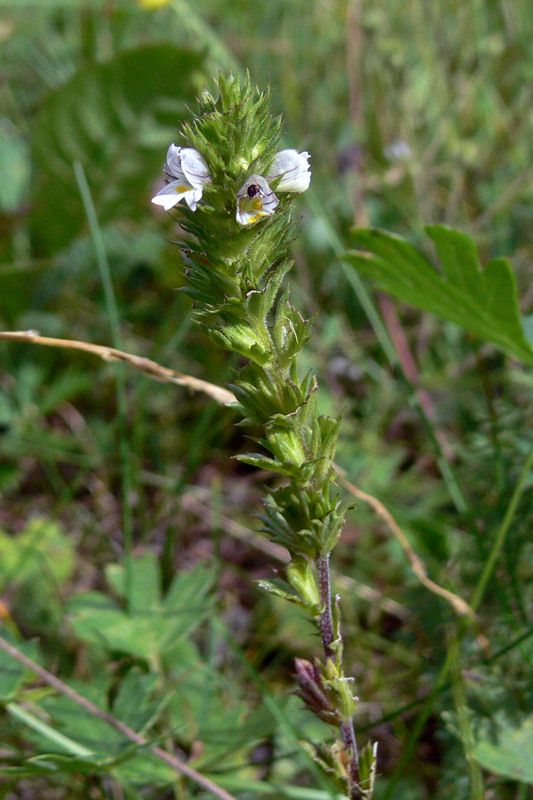 Изображение особи Euphrasia brevipila.