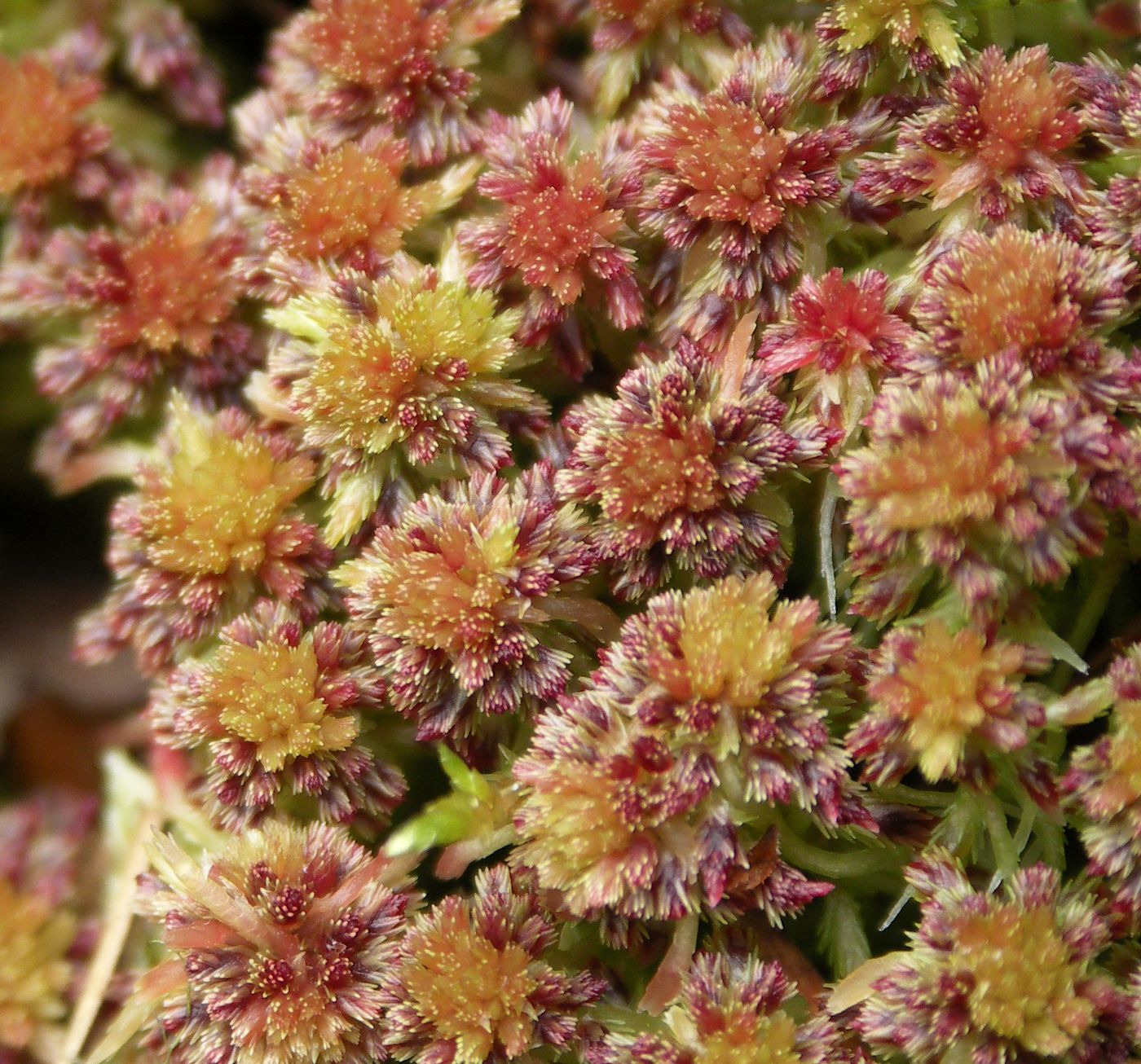 Image of Sphagnum capillifolium specimen.