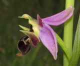 Ophrys oestrifera. Цветок. Крым, окр. Феодосии, хр. Тепе-Оба, нарушенная степь в междурядьях искусственного леса из сосны крымской с примесью лиственных деревьев и кустарников. 10 мая 2016 г.