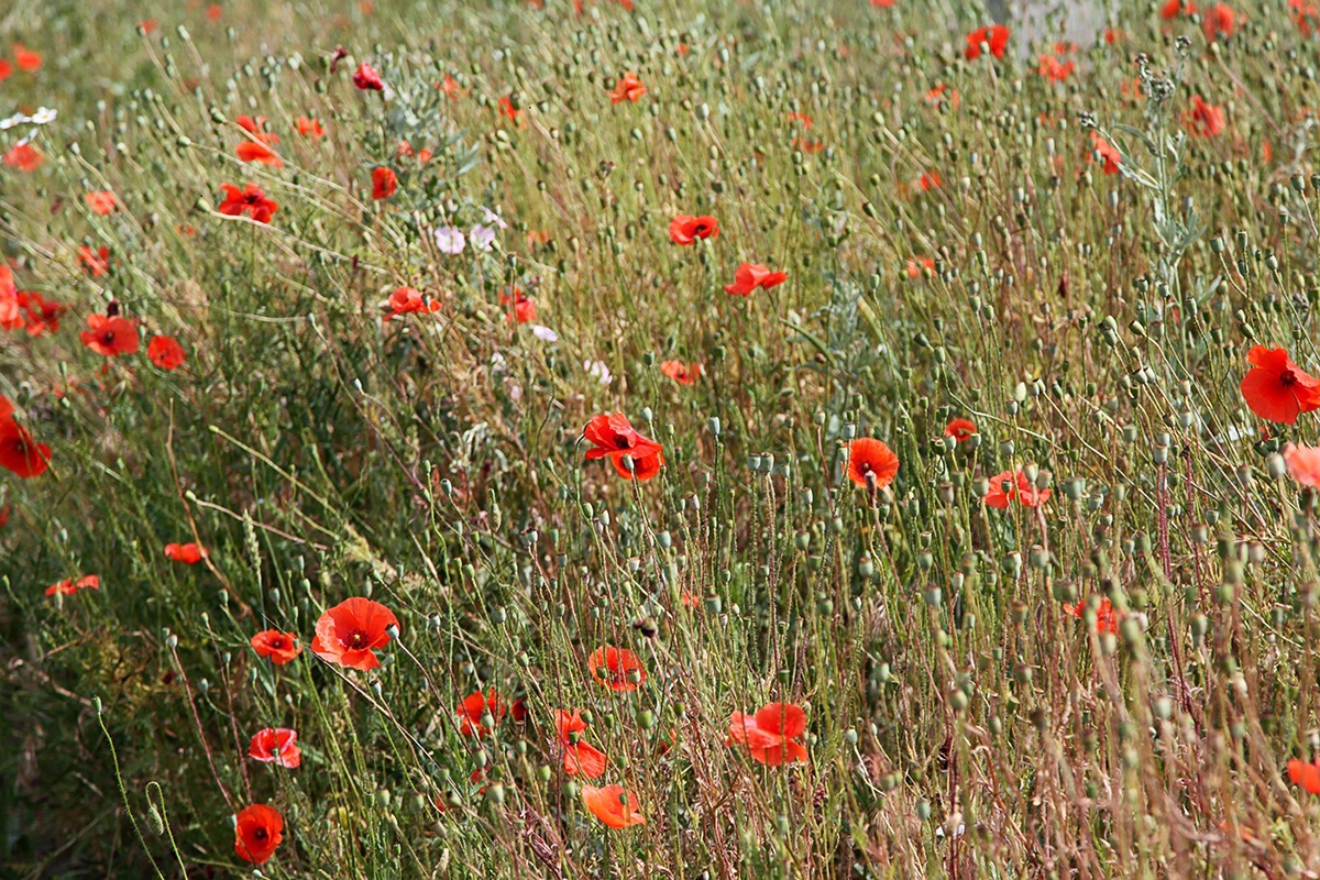 Image of Papaver rhoeas specimen.