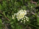 Spiraea litwinowii