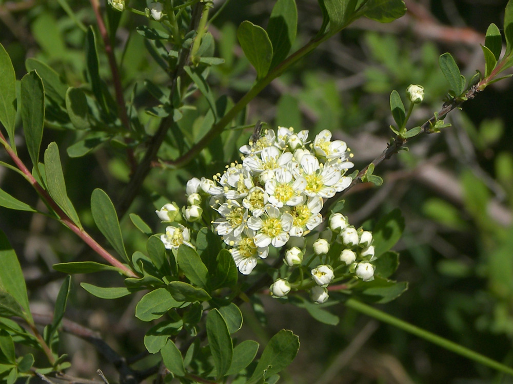 Изображение особи Spiraea litwinowii.