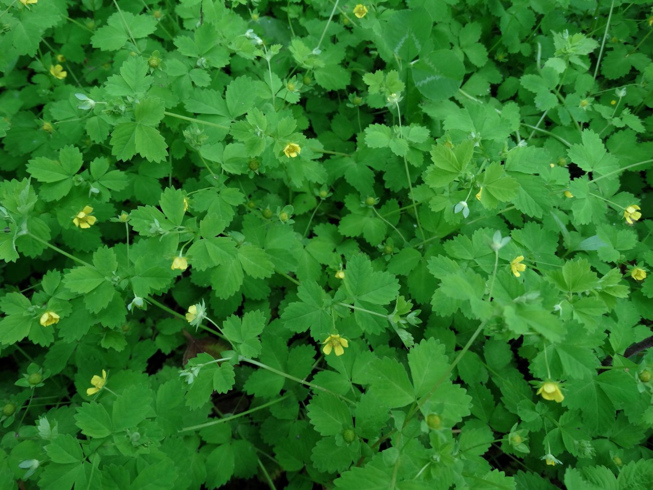 Изображение особи Potentilla centigrana.