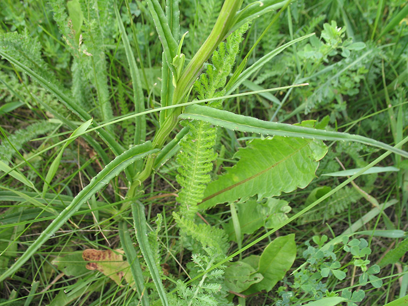 Image of Campanula persicifolia specimen.
