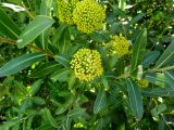 Bupleurum fruticosum. Ветки с соцветиями. Франция, Прованс, департамент Буш-дю-Рон, коммуна Ле-Бо-де-Прованс, замок Бо. 26.07.2014.