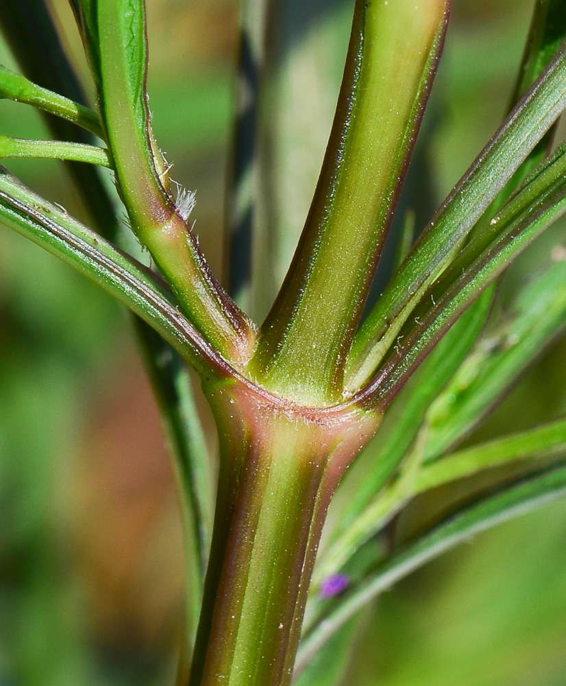 Image of Ruellia simplex specimen.