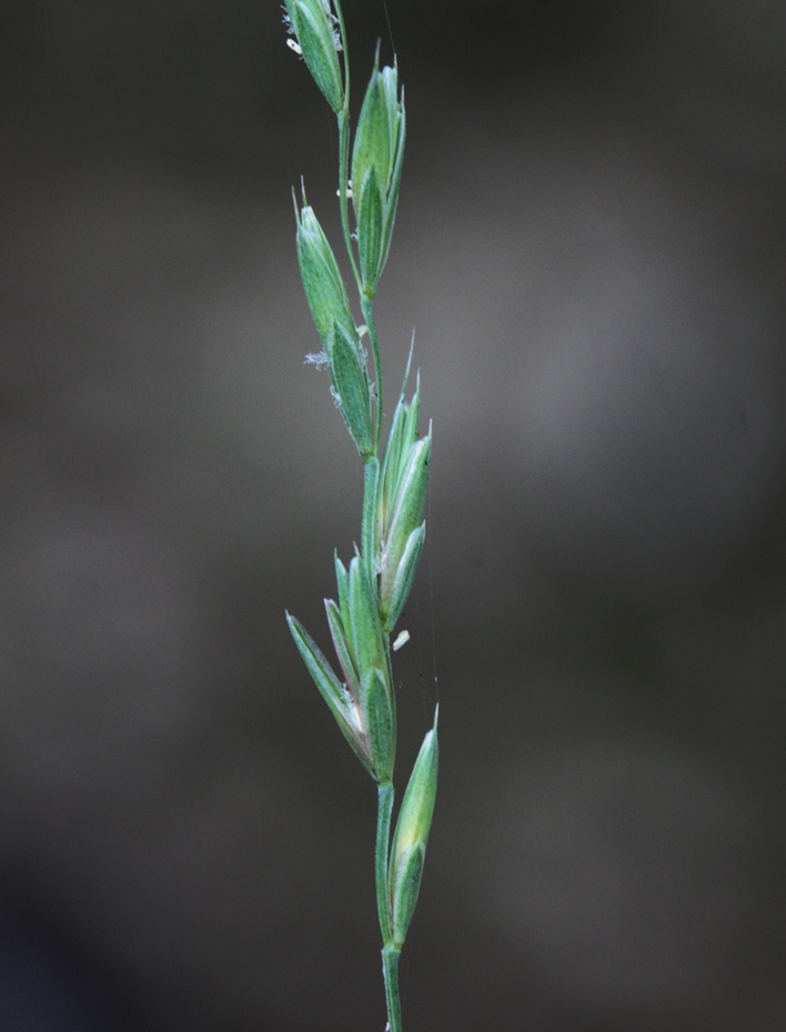 Изображение особи Elymus kronokensis.