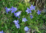 Campanula biebersteiniana. Цветущие растения. Северная Осетия, Ирафский р-н, долина р. Гебидон, ≈ 2500 м н.у.м., альпийский луг. 07.07.2016.