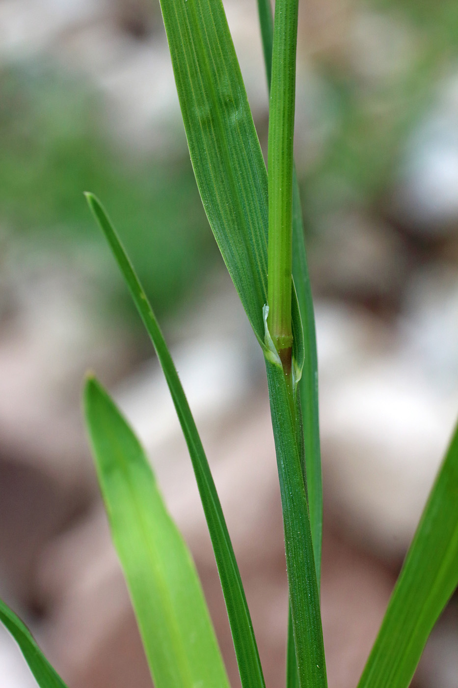 Image of Poa alpina specimen.