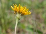 Leontodon hispidus. Верхушка побега с соцветием. Псковская обл., Печорский р-н, Изборско-Мальская долина восточнее южной оконечности Мальского озера, остепнённый суходольный луг на склоне южной экспозиции. 29.05.2016.