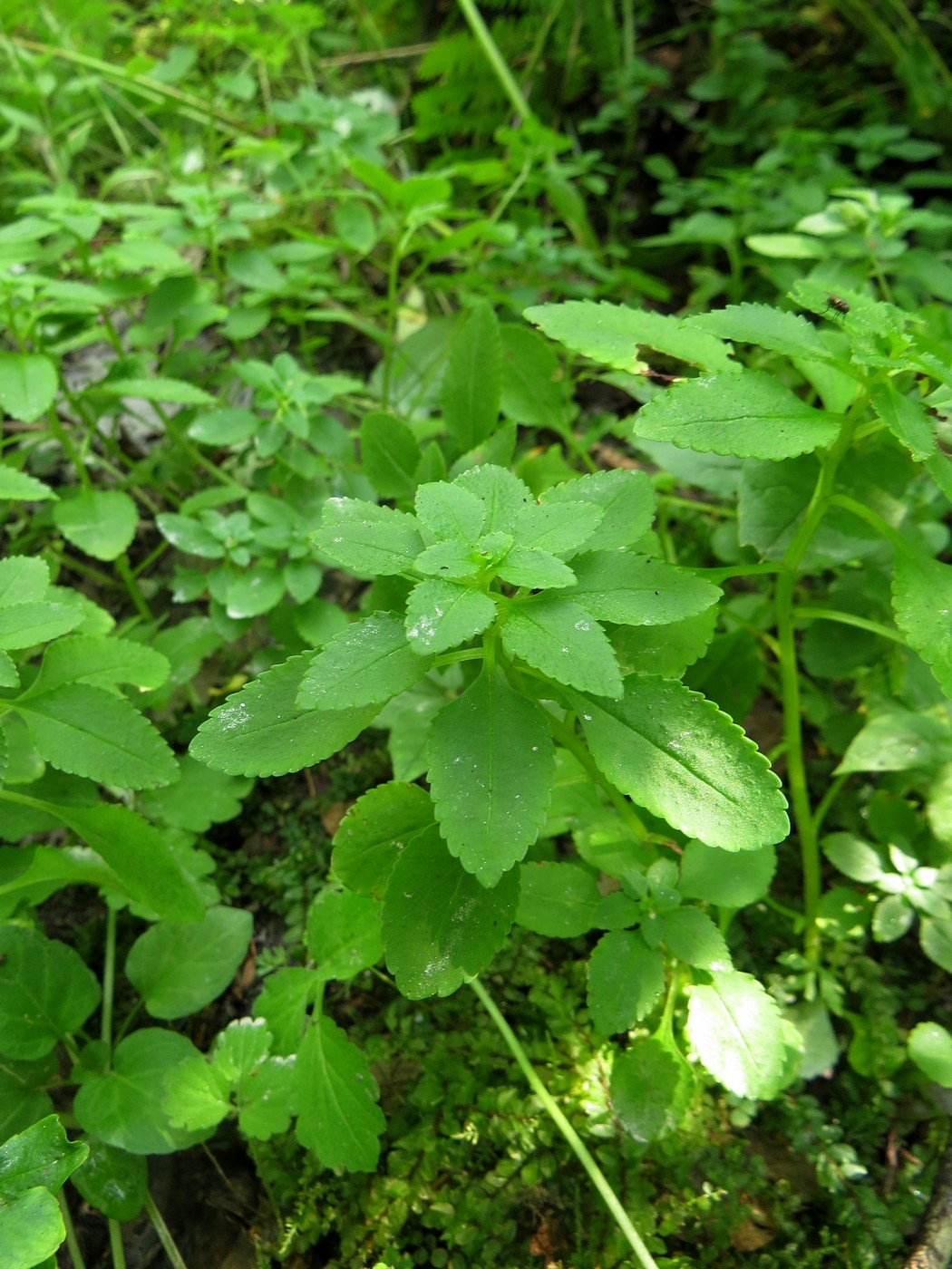 Изображение особи Chrysosplenium ovalifolium.