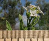 Argusia sibirica