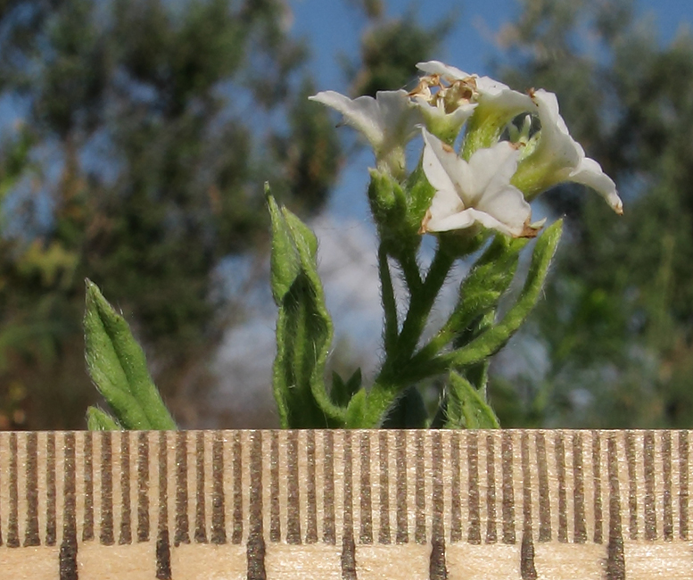 Image of Argusia sibirica specimen.