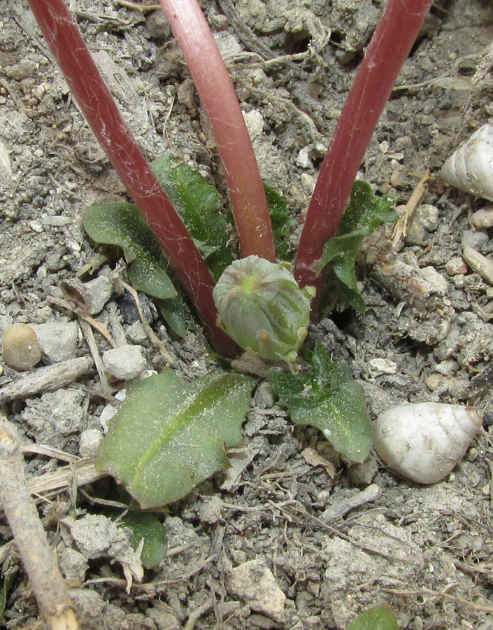 Image of Taraxacum hybernum specimen.