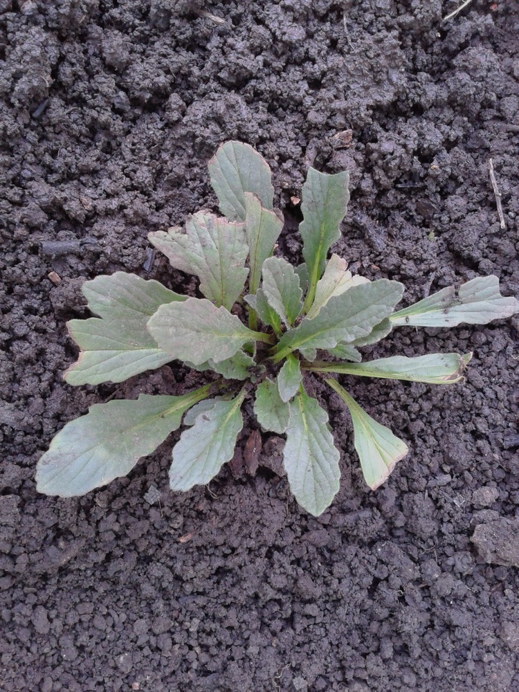 Image of Ajuga genevensis specimen.