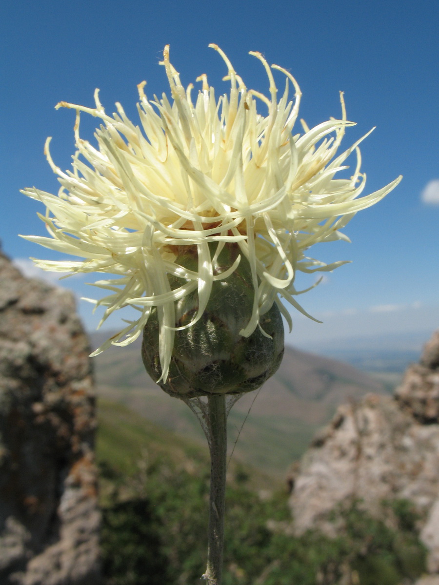 Image of Rhaponticoides ruthenica specimen.