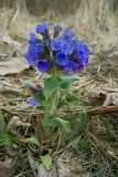 Pulmonaria mollis