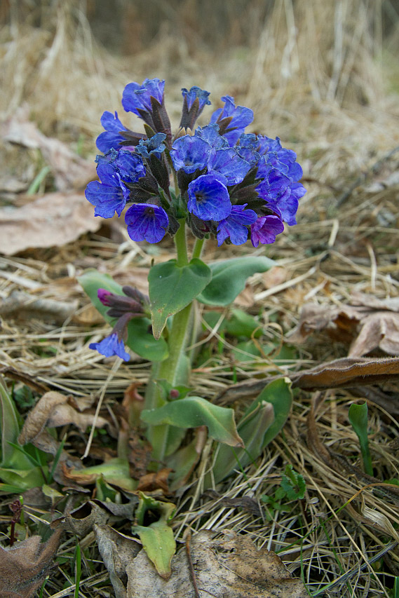 Image of Pulmonaria mollis specimen.