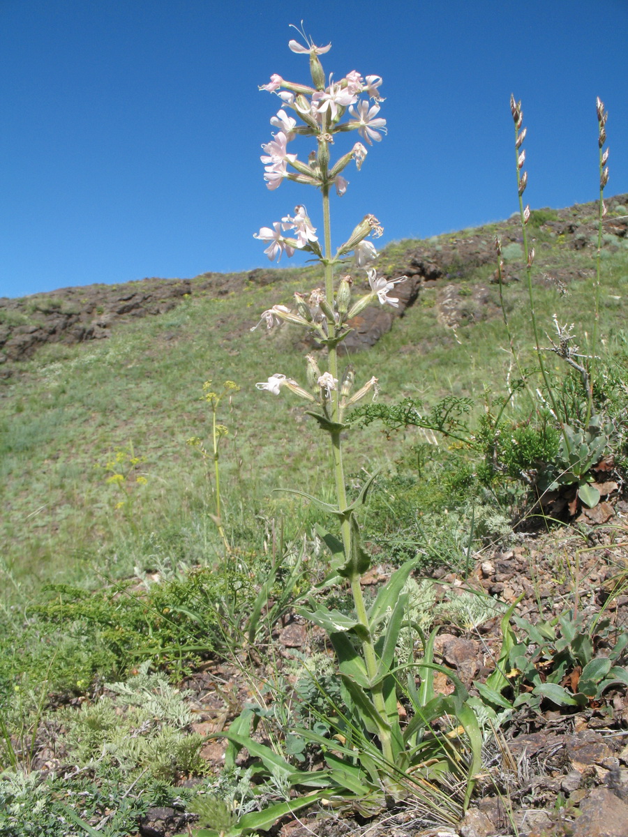 Image of Silene quadriloba specimen.