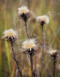 Carlina vulgaris. Верхушка побега с соплодием. Татарстан, Агрызский р-н, с. Красный Бор, суходольный луг с доминированием Calamagrostis epigeios. 07.10.2016.