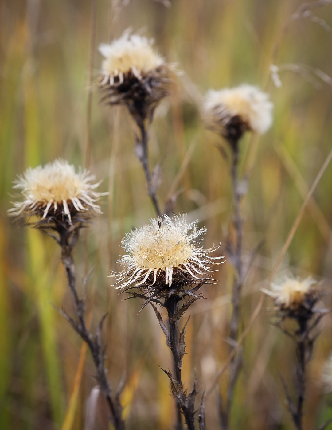 Изображение особи Carlina vulgaris.