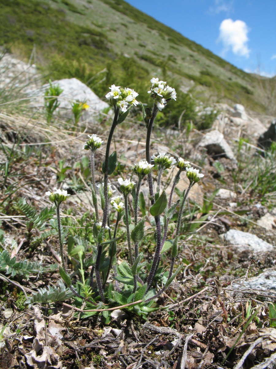 Image of Draba parviflora specimen.