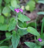 Clinopodium vulgare. Верхушка цветущего растения. Республика Татарстан, г. Казань, окр. пос. Щербаковка, долина р. Казанка, правый берег. 21.06.2015.