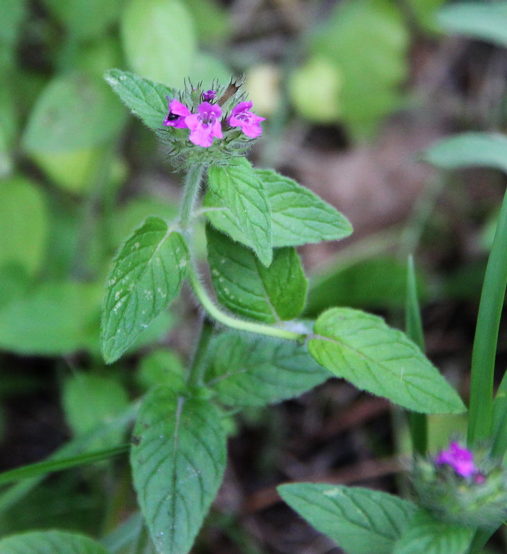 Изображение особи Clinopodium vulgare.