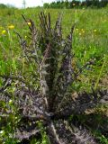 Cirsium palustre