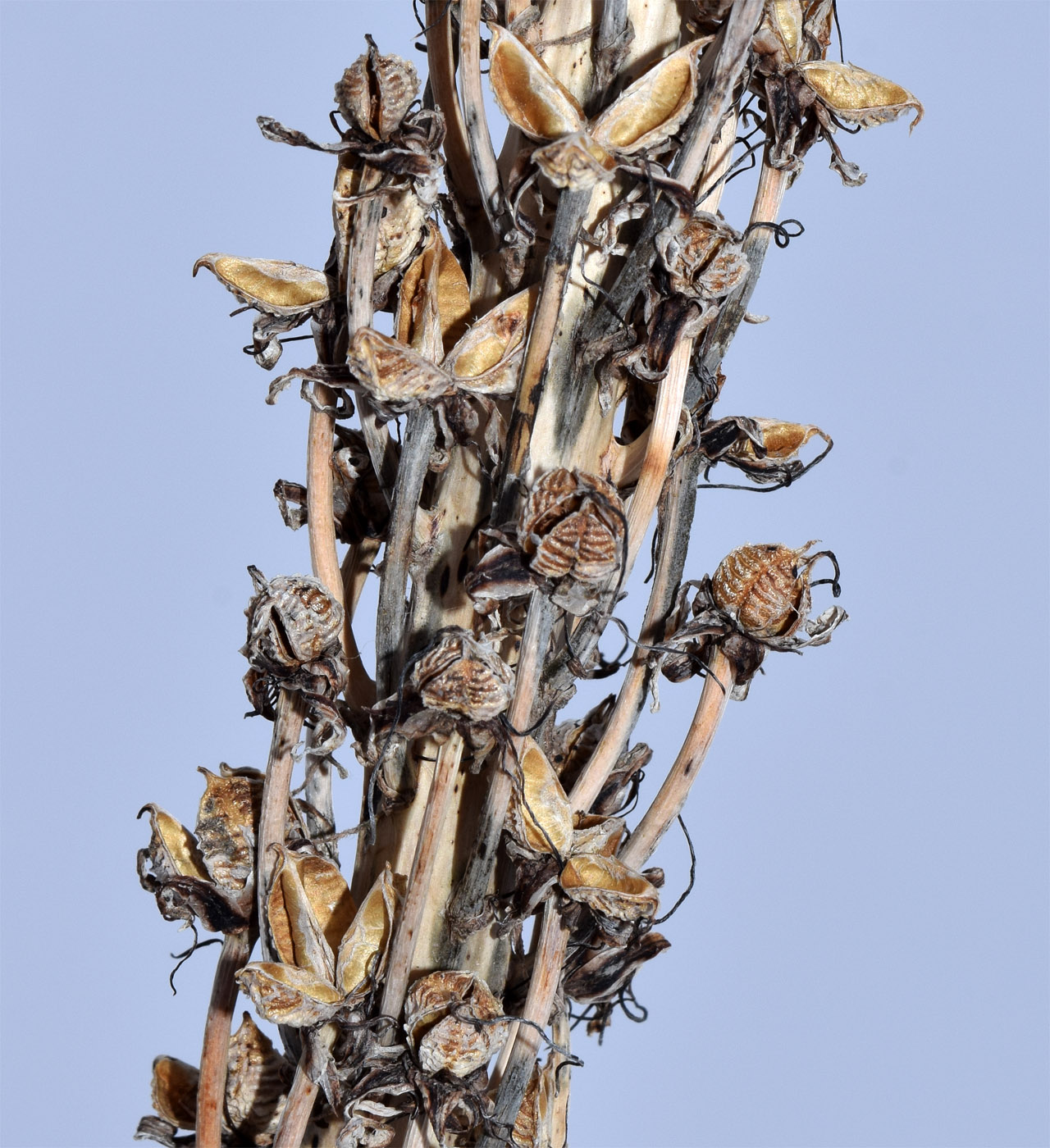 Image of Eremurus regelii specimen.