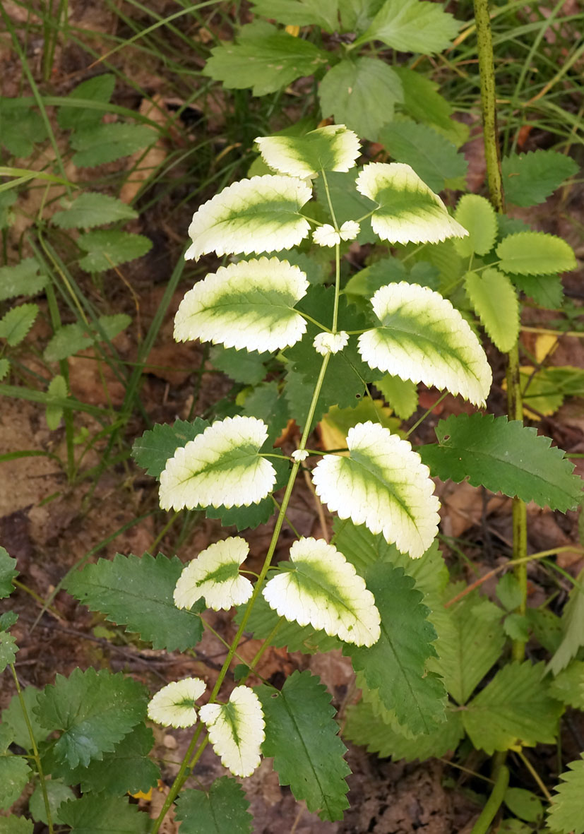 Image of Sanguisorba officinalis specimen.